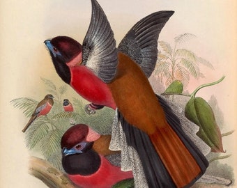 Birds of Asia Prints: Restored John Gould Illustrations (Digital Download)