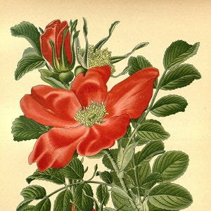May include: A botanical illustration of a wrinkled rose (Rosa rugosa) with red petals and green leaves. The rose has a yellow center and is surrounded by green leaves and red rose hips.
