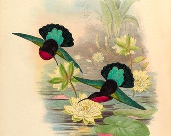 250x HUMMINGBIRDS PRINTS by J. Gould. Large Format, High Res. Printable Digital Images DOWNLOAD