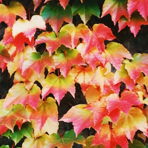 50 Boston Ivy / Japanese Creeper / Vine SEEDS (Parthenocissus tricuspidata)