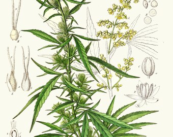 Cannabis Botanical A4 Print c1896. Hi-Res. ART PRINT DOWNLOAD