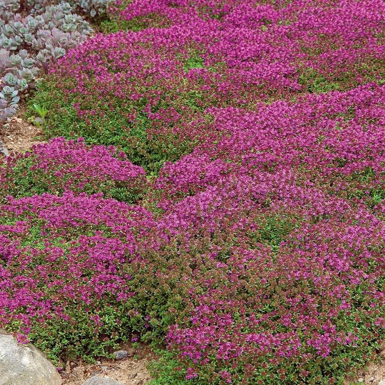 35000 THYME PURPLE CREEPING Seeds Bulk Pack Thymus Serpyllum Etsy UK