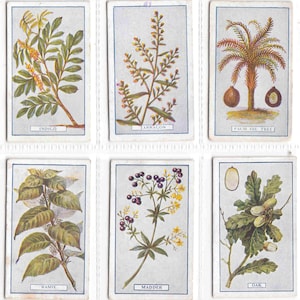 c1917 PLANTS of COMMERCIAL VALUE - Original Cigarette / Tobacco Cards x10 by Gallaher Ltd