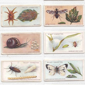 c1914 GARDEN LIFE Complete set van 50 originele sigaretten-/tabakkaarten - by Wills