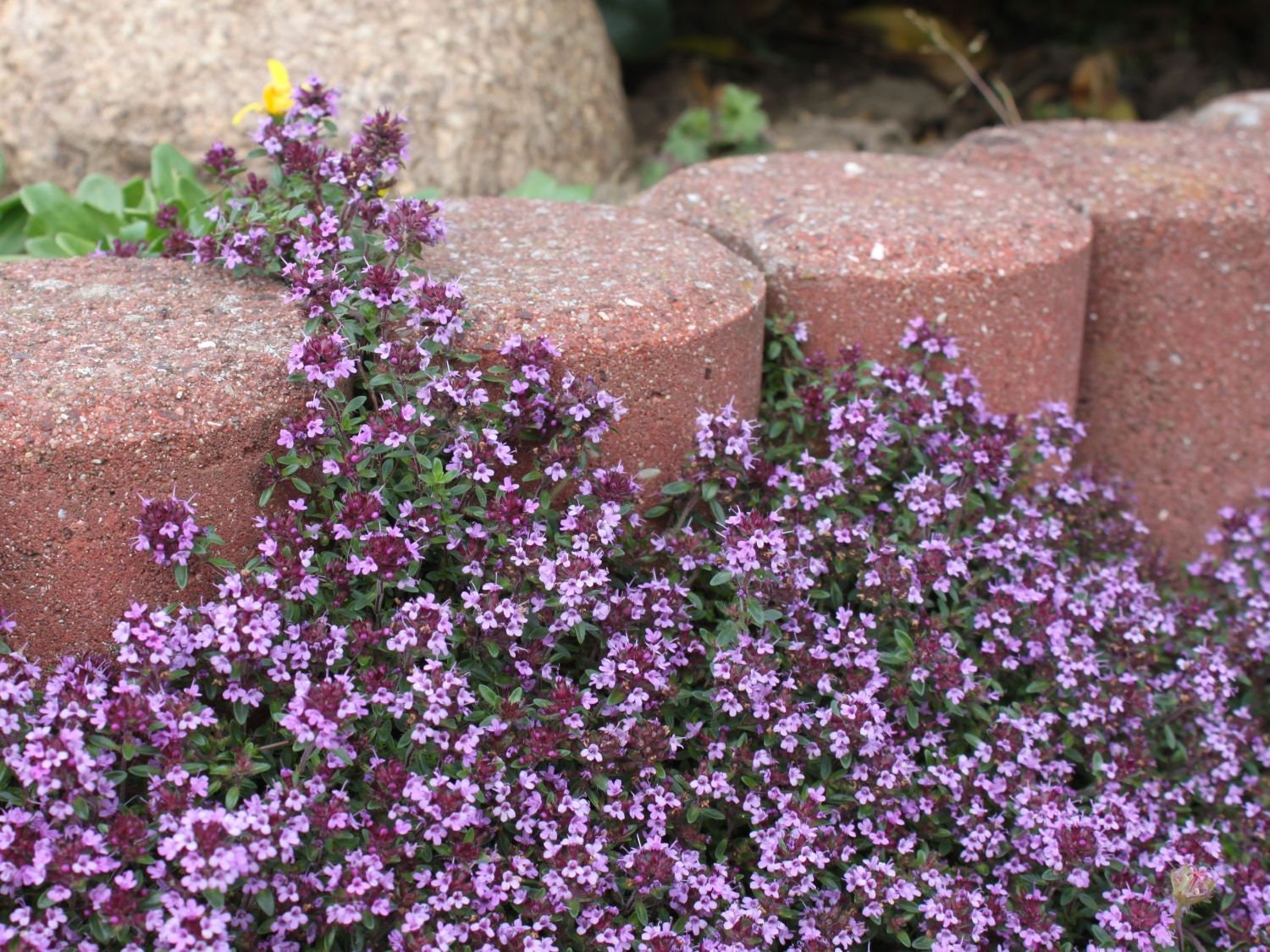 21000 THYME PURPLE CREEPING Bulk Seeds Thymus Serpyllum Herb Etsy