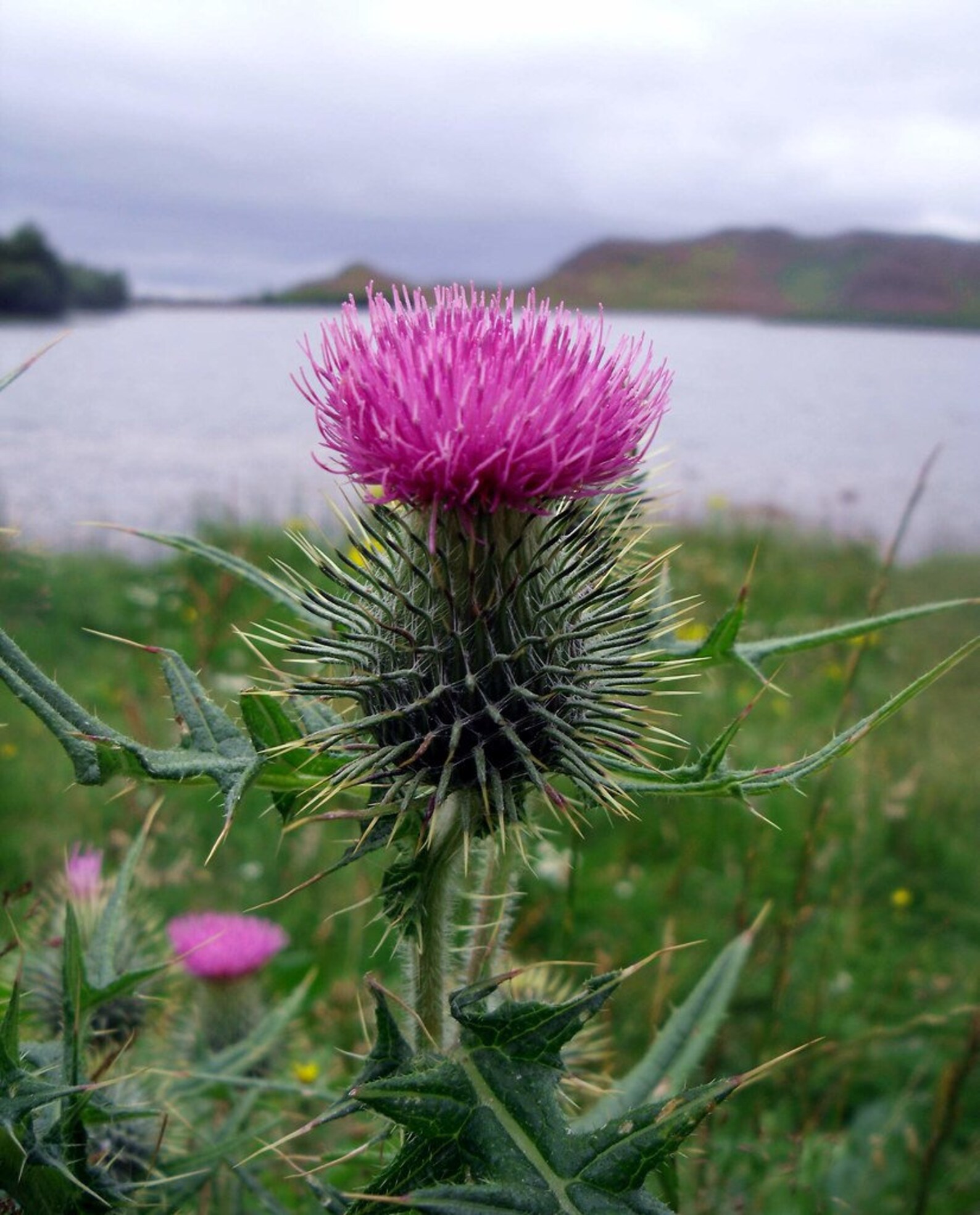 1,000 SCOTTISH THISTLE SEEDS Bulk Pack 1000 Onopordum Acanthium Etsy UK
