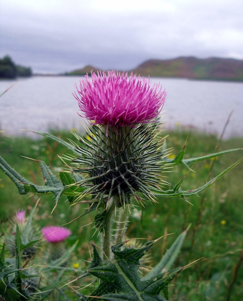 1000 SCOTTISH THISTLE SEEDS Bulk Pack 1000 Onopordum Etsy UK