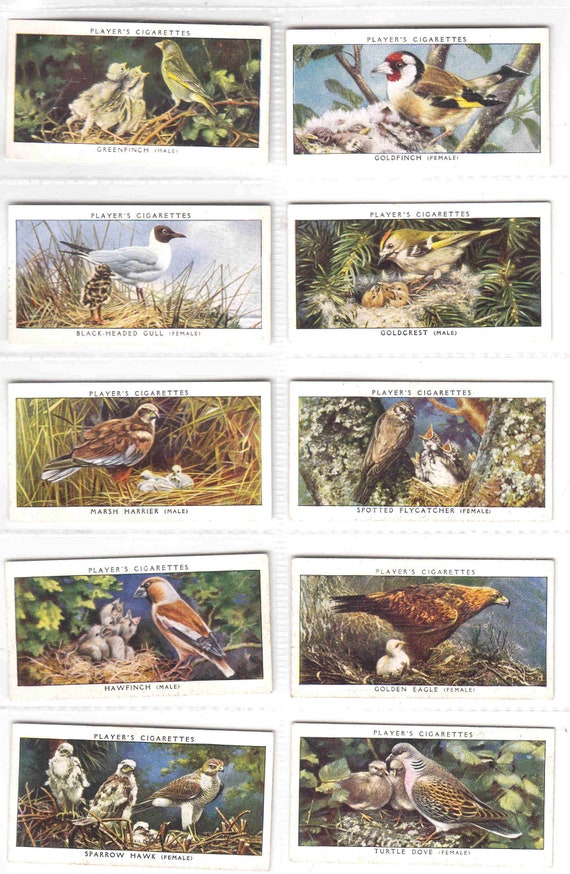 cigarette cards birds C1937 - BIRDS and THEIR YOUNG Complete Set of 50x Original Cigarette / Tobacco  Cards - by J. Player