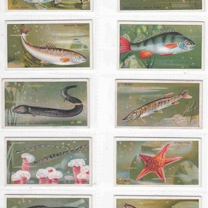 c1928 At The LONDON ZOO AQUARIUM - Original Cigarette / Tobacco Cards Set x35 by B. Morris