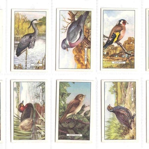c1937 BRITISH BIRDS Complete set van 48x originele sigaretten-/tabakkaarten - door Gallaher