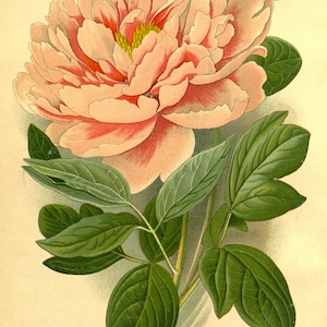 May include: A pink tree peony flower with green leaves. The flower is in full bloom and has a delicate, layered appearance. The leaves are a deep green and have a slightly textured surface. The image is labeled "Tree Peony (P&AElig;ONIA MOUTAN)" and "4/5 Nat. size".