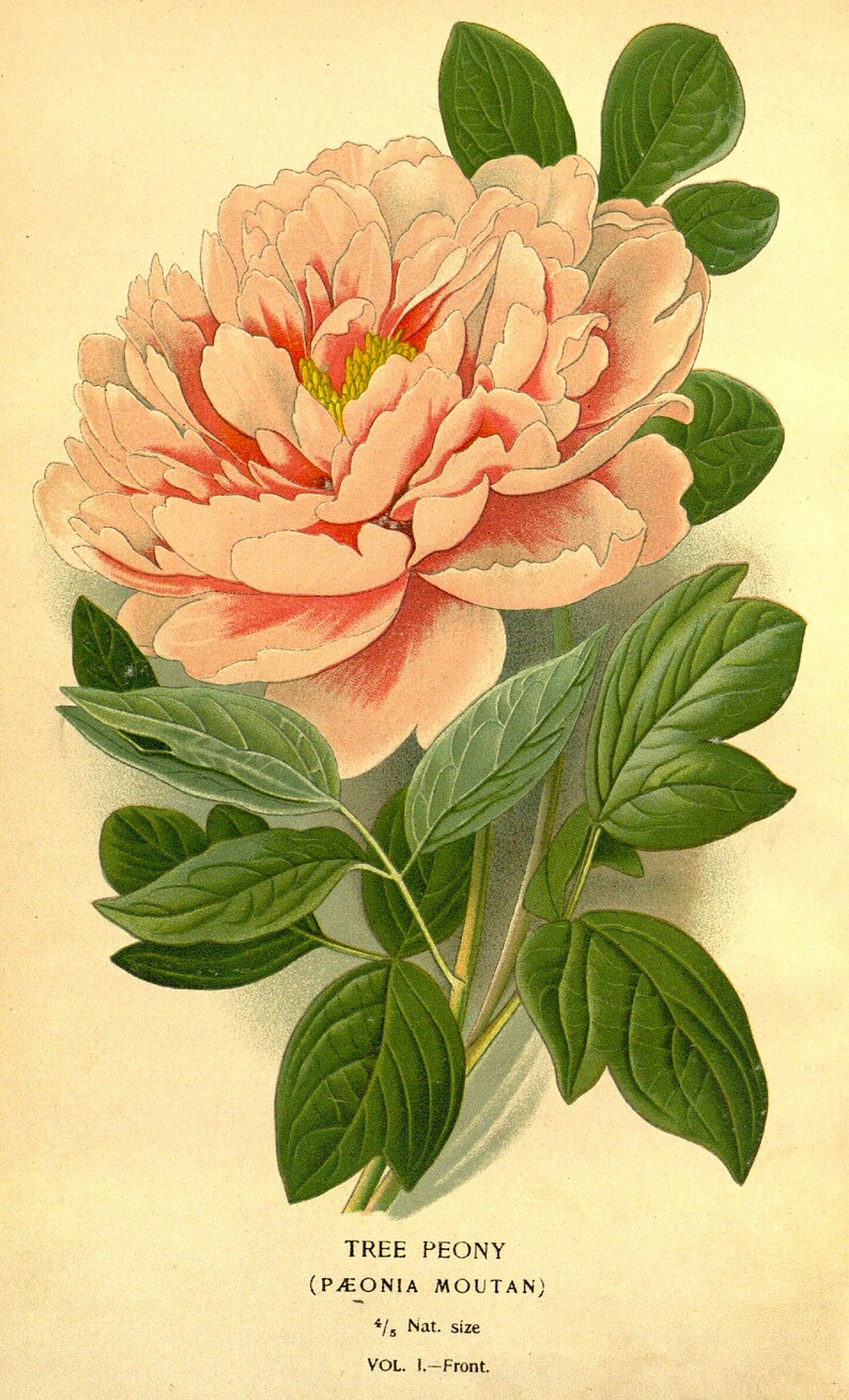May include: A pink tree peony flower with green leaves. The flower is in full bloom and has a delicate, layered appearance. The leaves are a deep green and have a slightly textured surface. The image is labeled "Tree Peony (P&AElig;ONIA MOUTAN)" and "4/5 Nat. size".