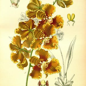 May include: A botanical illustration of a yellow and brown orchid, Oncidium Forbesii, with the text "ONCIDIUM FORBESII" and "Nat. size" below the image.