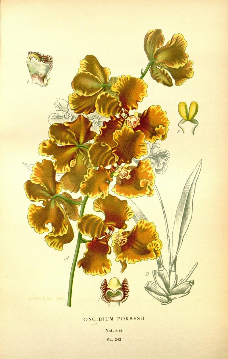 May include: A botanical illustration of a yellow and brown orchid, Oncidium Forbesii, with the text "ONCIDIUM FORBESII" and "Nat. size" below the image.