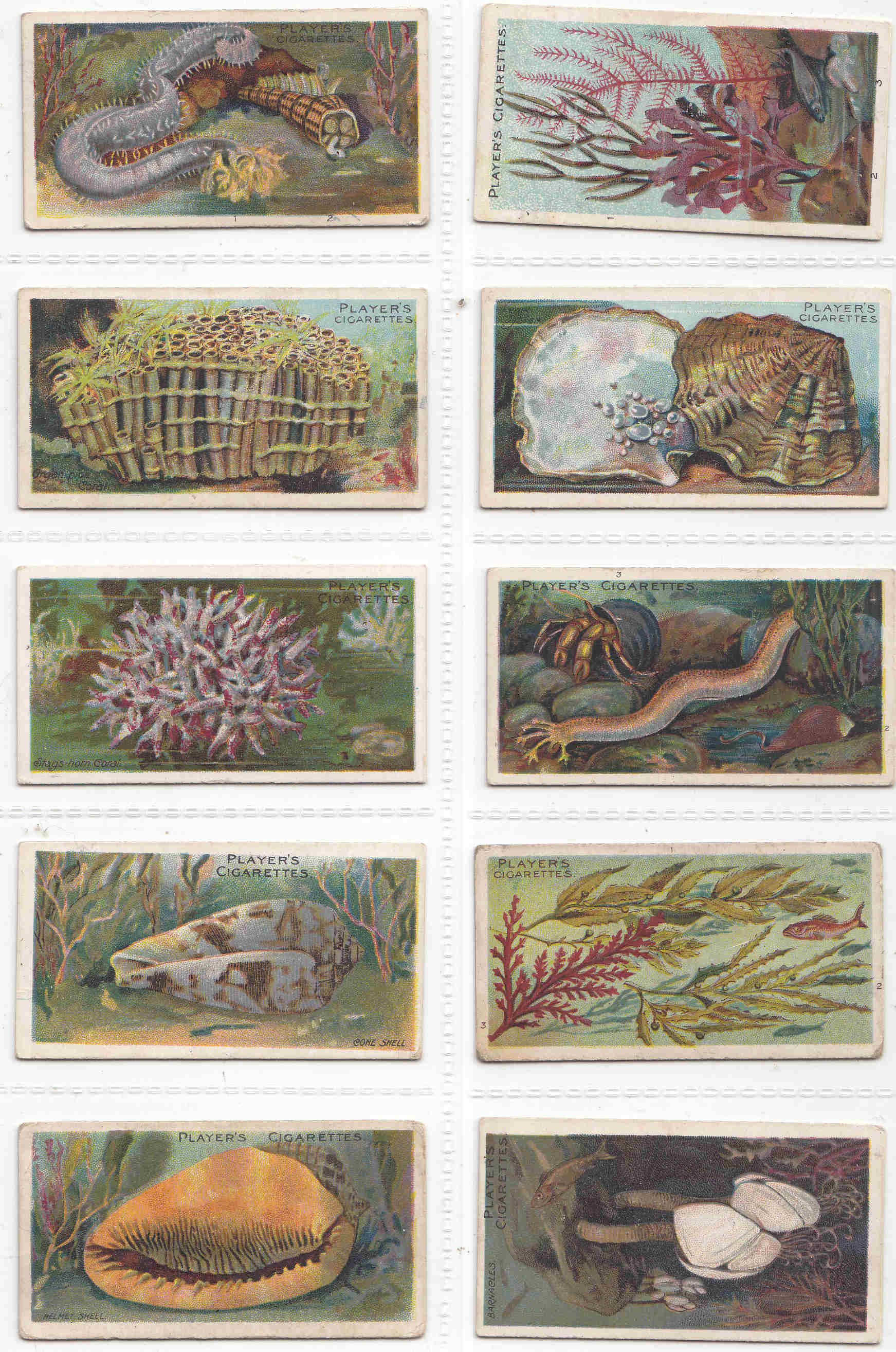 deep cigarette C1916 WONDERS of the DEEP X10 Original Cigarette/tobacco Cards by Players