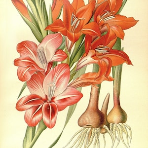 May include: A close-up of a cluster of orange and pink gladiolus flowers with green stems and leaves. The flowers are in bloom and have a delicate, layered appearance. The image also shows the bulbs of the flowers, which are brown and have white roots.