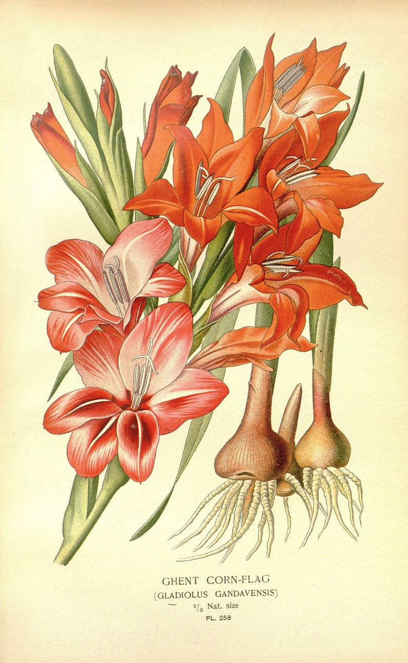 May include: A close-up of a cluster of orange and pink gladiolus flowers with green stems and leaves. The flowers are in bloom and have a delicate, layered appearance. The image also shows the bulbs of the flowers, which are brown and have white roots.