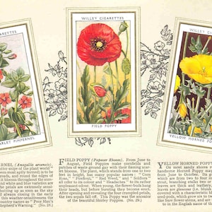 c1936 FLORES SELVAGENS Álbum completo de 50x Cartões ORIGINAIS de cigarro/tabaco - por Wills
