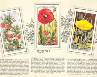 c1936 WILD FLOWERS Complete Album of 50x ORIGINAL Cigarette / Tobacco Cards - by Wills