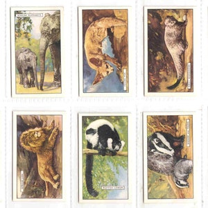 c1937 WILD ANIMALS Complete SET of 48x Original Cigarette / Tobacco Cards - by Gallaher