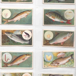 c1910 FISH and BAIT 50x complete set ORIGINELE zeldzamere sigaretten-/tabakkaarten - by Wills