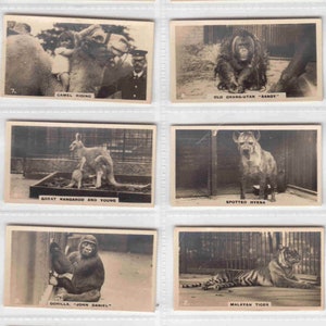 c1926 - ZOO (写真) オリジナルタバコカード 50 枚セット - ウィルズ作