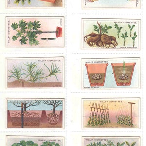 c1923 TUIENTIPS Complete set van 50 x ORIGINELE sigaretten-/tabakkaarten - by Wills