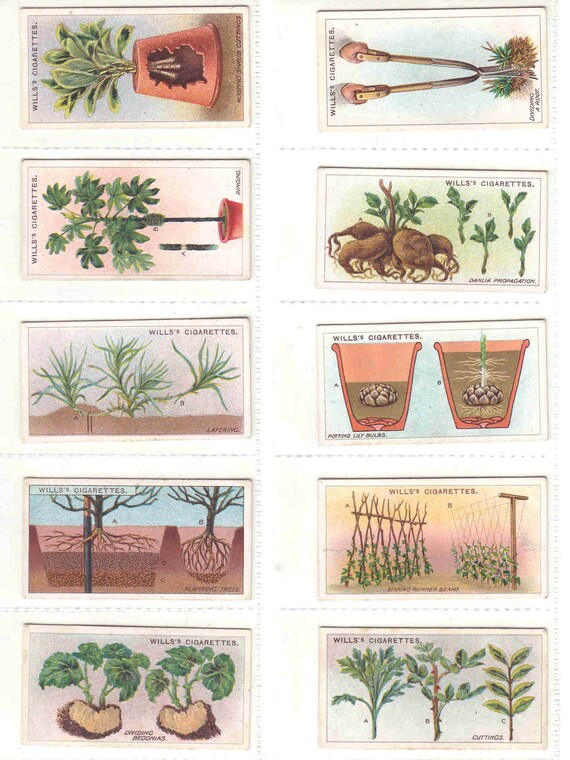 C1923 50x Old Original GARDENING HINTS Full Set of Cigarette Cards by Wills 