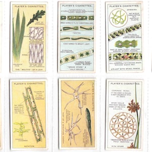 May include: A set of ten vintage Player's Cigarettes cards featuring illustrations of plant cells and structures. The cards are yellow with black text and colorful illustrations. The text on the cards includes "Player's Cigarettes" and the names of the plants and structures.