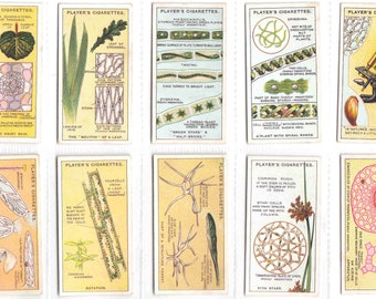c1929 HIDDEN BEAUTIES Complete SET of 25 x Original Cigarette / Tobacco Cards - by John Player