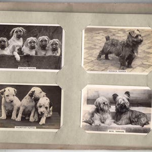 c1939 DOGS {写真Mサイズ} アルバム コンプリートセット 48枚組 オリジナルタバコ/タバコカード Pattreiouex