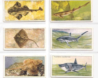 C1935 SEA FISHES Complete Set of 50 ORIGINAL Cigarette / Tobacco Cards - by John  Player