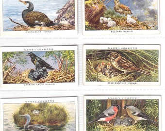 c1937 - BIRDS and THEIR YOUNG Complete Set of 50x Original Cigarette / Tobacco Cards - by J. Player