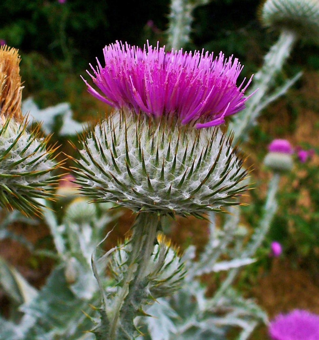 200 SCOTTISH THISTLE SEEDS Onopordum Acanthium Etsy UK