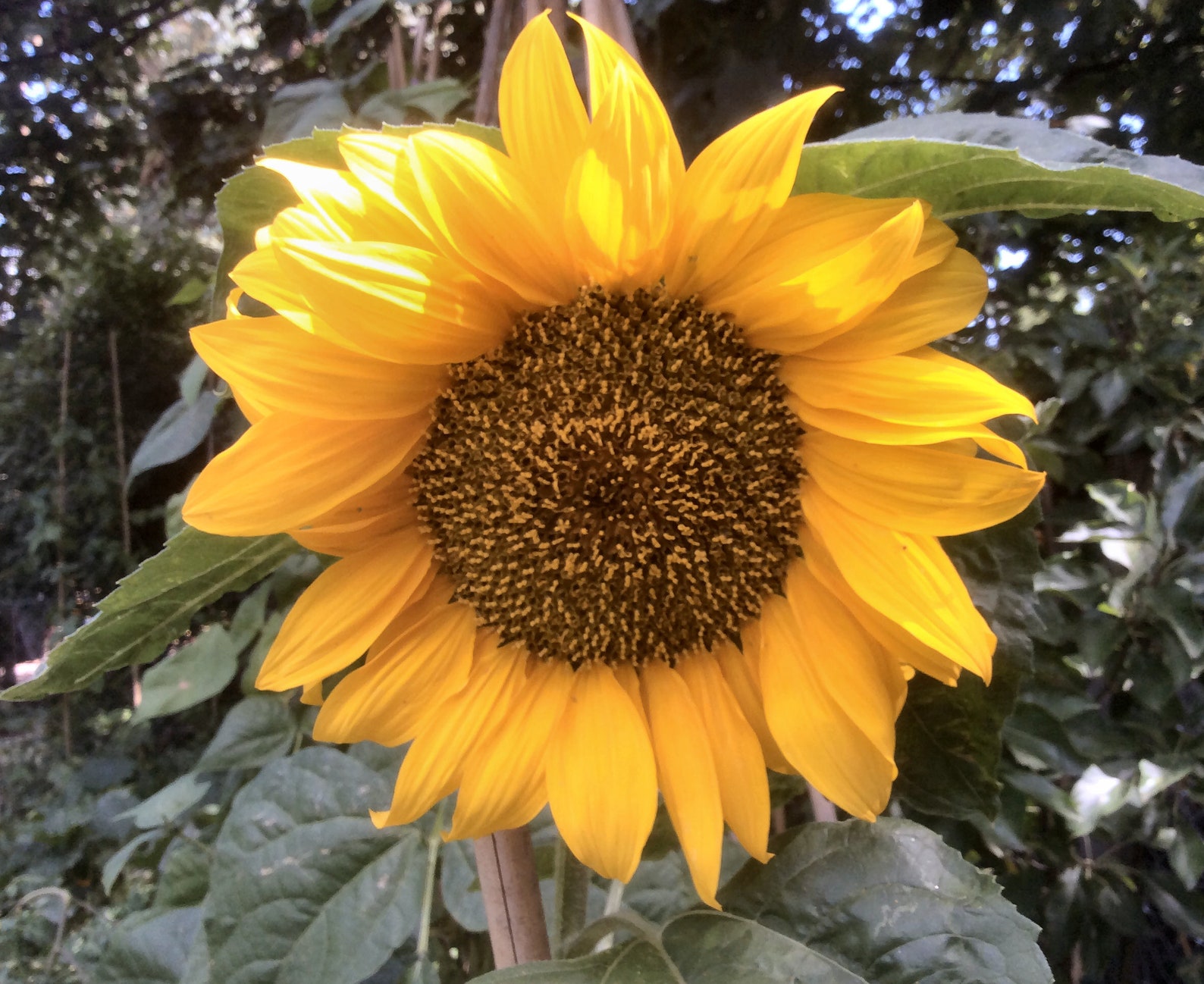 101x GIANT SUNFLOWER SEEDS Fresh Bulk Seeds Great Fun to Etsy