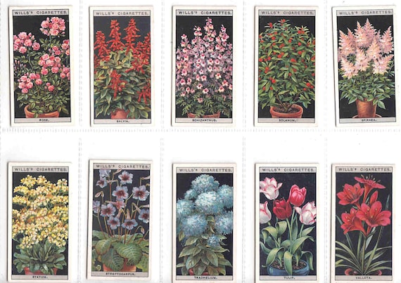 wills cigarette cards flowers 1925 Cigarette Cards Set - Flower Culture in Pots by Wills. Full Set of 50 wills cigarette cards flowers 1925 Cigarette Cards Set - Flower Culture in Pots by Wills. Full Set of 50