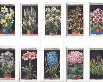 flower cigarette cards 1925 Set - Culture in Pots by Wills. Full Set of 50 Vintage Geum Avens Flower Print