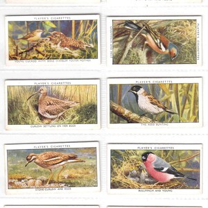 c1932 WILD BIRDS Complete Set of 50x ORIGINAL Cigarette / Tobacco Cards - by J. Player