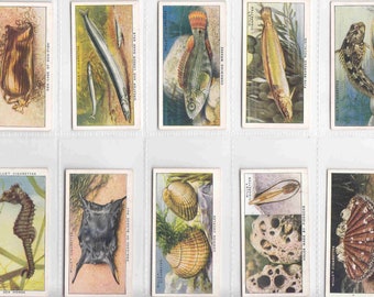 c1938 THE SEA-SHORE Complete Set of 50 Original Tobacco / Cigarette Cards - by Wills