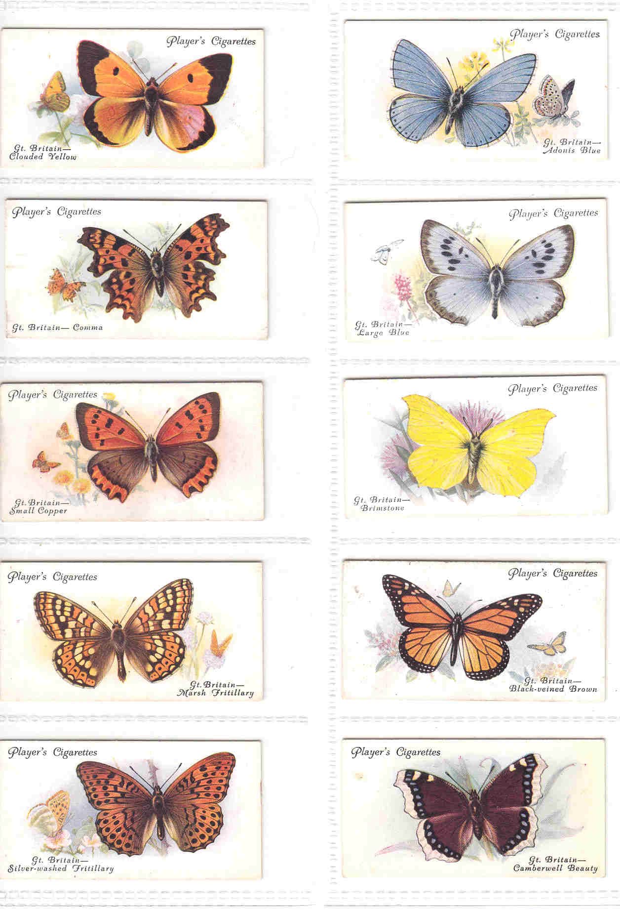 C1932 BUTTERFLIES Complete Set of 50x ORIGINAL Cigarette / Tobacco Cards by  John Player