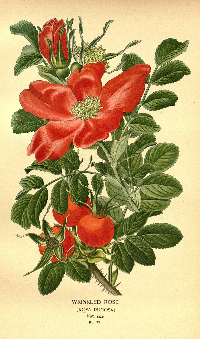 May include: A botanical illustration of a wrinkled rose (Rosa rugosa) with red petals and green leaves. The rose has a yellow center and is surrounded by green leaves and red rose hips.