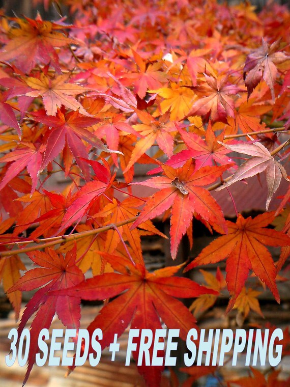 30 Fresh Seeds Acer Palmatum Japanese Maple Uk Seller - 