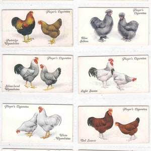 Conjunto original de 50x 'POULTRY', de 1931, cartas de cigarro/tabaco por jogadores