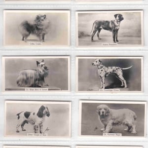 c1938 CHAMPION DOGS Gruppe von 17x ORIGINAL Zigaretten / Tabakkarten von John Sinclair