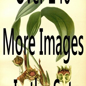 May include: A vintage botanical illustration of a plant with green leaves and brown flowers. The text "Over 240 More Images In the Set" is printed on the image.