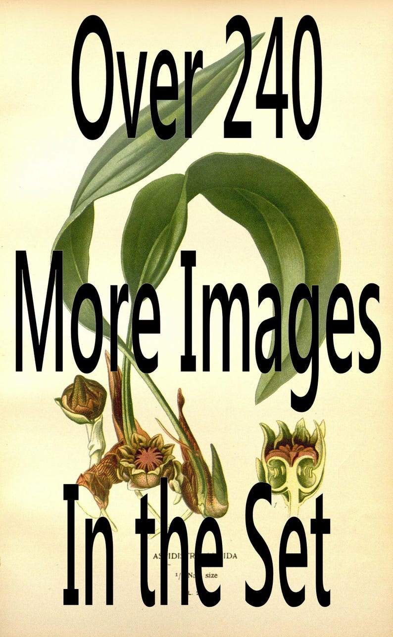 May include: A vintage botanical illustration of a plant with green leaves and brown flowers. The text "Over 240 More Images In the Set" is printed on the image.