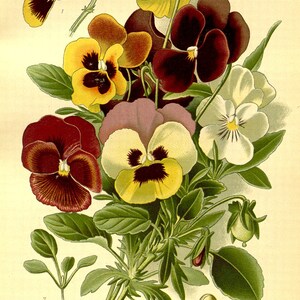 May include: A botanical illustration of a pansy flower, featuring a variety of colors including yellow, red, purple, and white. The illustration is labeled "PANSY (VIOLA TRICOLOR-var. maxima)" and "2/3 Nat. size PL. 33".