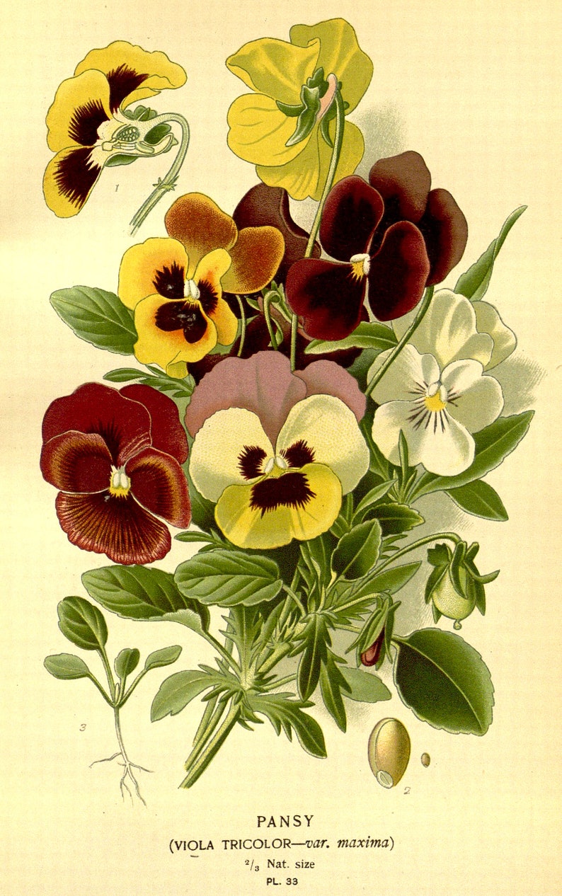 May include: A botanical illustration of a pansy flower, featuring a variety of colors including yellow, red, purple, and white. The illustration is labeled "PANSY (VIOLA TRICOLOR-var. maxima)" and "2/3 Nat. size PL. 33".