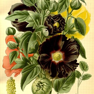May include: A botanical illustration of a hollyhock flower, also known as Althaea rosea. The flower is a deep burgundy color with yellow accents. The illustration shows the flower in full bloom, with several buds and leaves.
