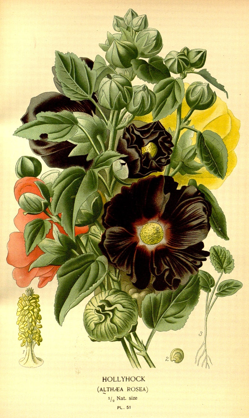 May include: A botanical illustration of a hollyhock flower, also known as Althaea rosea. The flower is a deep burgundy color with yellow accents. The illustration shows the flower in full bloom, with several buds and leaves.
